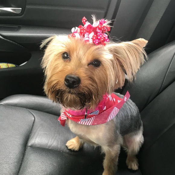 I’ll do anything for my fur baby.. Welcome CoCo - Picture 6 of 7